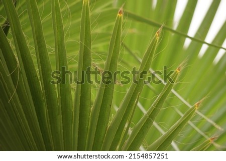 Ornamental Nature Background. Green Leaves Of A Palm Tree.