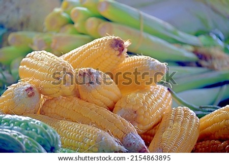 raw yellow corn at a vegetable stall
