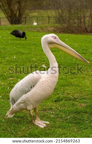 Young beautiful pelican bird on green grass. World of wild birds.