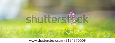 Background banner panorama of flowers in the yard. Beautiful natural panoramic countryside landscape. Selective focusing on foreground with strong blurry background. Royalty-Free Stock Photo #2154870009