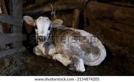 A young, newly born calf lies on the floor in a barn.