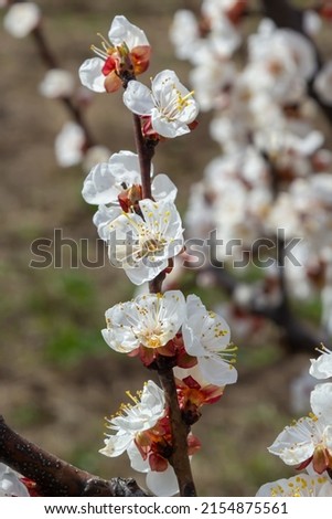 Bloom flower apricot tree. Apricot tree flowers with soft focus. Spring white flowers on a tree branch. Apricot tree in bloom.