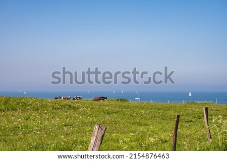 Cows on a pasture on the cliffs near Strande, sailing boats in the background