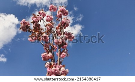 A beautiful sky and a flower floating in between. Cherry blossom season.