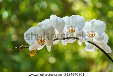 White phalaenopsis orchid flower on bokeh of green leaves background. Beautiful close-up of Phalaenopsis known as Moth Orchid or Phal. Nature concept for design. Place for your text. Selective focus. Royalty-Free Stock Photo #2154890501