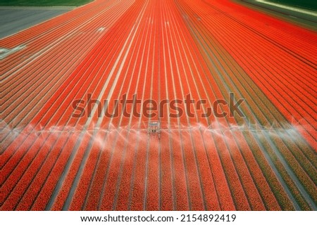 Aerial view of the colorful tulip fields with sprinkler in the field in Keukenhof, Lisse, Netherlands