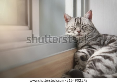 Cat sleep calm and relax on the floor near the door is open or glass window frame with afternoon sunshine, American shorthair feline breed classic silver color lying in living room with copy space. Royalty-Free Stock Photo #2154902175