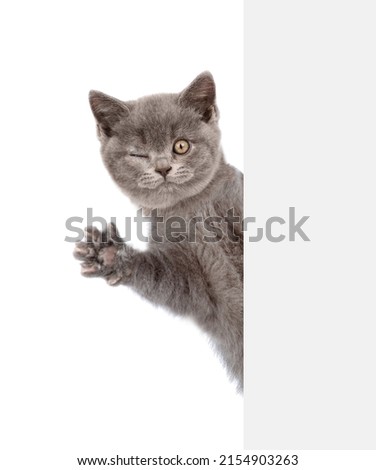 Winking kitten looks from behind empty white banner. isolated on white background