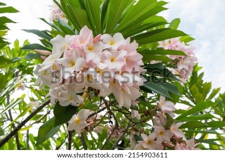 White, Pink plumeria bouquet flower. Frangipani bouquet. Blooming plumeria flower.