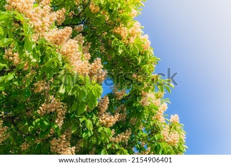 Flowering chestnut tree branches on blue sky. Blooming chestnut symbol of city of Kyiv capital of Ukraine in rays of sunlight. chestnut tree with flowers