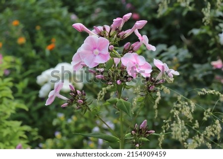 Pink, white and coral color Summer Phloxes (Phloxes Paniculate) Girl’s Blush flowers in a garden in July 2021. Idea for postcards, greetings, invitations, posters, wedding and Birthday decoration
