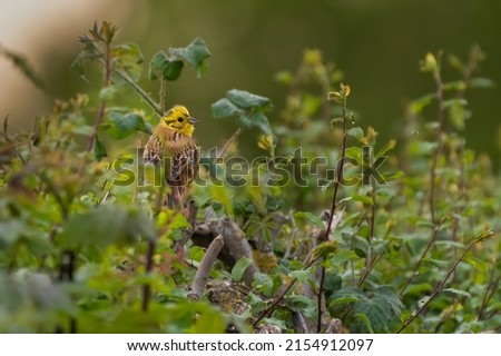 Male yellowhammer (Emberiza citrinella) perches in a hedge, Norfolk, UK. Royalty-Free Stock Photo #2154912097