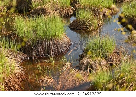 grass growing in a swamp in a forest swamp Royalty-Free Stock Photo #2154912825