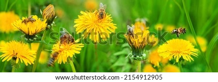 bees pollinates a yellow dandelion against a background of green grass. blooming yellow flower close-up with a bee. summer nature on the field. a bee makes honey on a flower. nectar bee. banner format Royalty-Free Stock Photo #2154912905