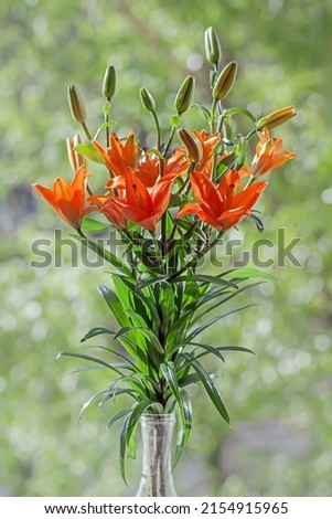 Real charming bouquet of orange garden lilies in bottle at summer day on green tree background