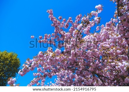 Selective focus of cherry blossoms in the spring season in the park. Natural floral background. Pink cherry tree flowers. Macro. flowering tree in the city of Dnipro, Ukraine
