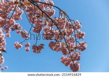 Selective focus of cherry blossoms in the spring season in the park. Natural floral background. Pink cherry tree flowers. Macro. flowering tree in the city of Dnipro, Ukraine
