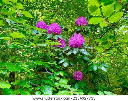 beautiful garden with blooming flowers of Rhododendron
