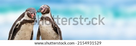 closeup of two isolated cute humboldt penguins on blurred beach background, conversation between the water birds, symbolic communication concept with copy space