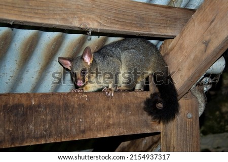 Wild Possum in the Suburbs Royalty-Free Stock Photo #2154937317