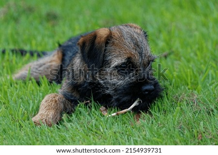 Border Terrier. 18 week old male puplying down on grass.