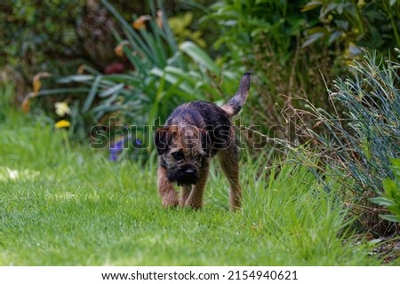 Border Terrier. 18 week old male pup hunting on grass.