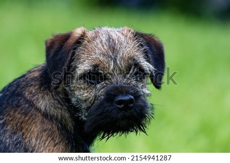 Border Terrier. 18 week old male pup sitting on grass.