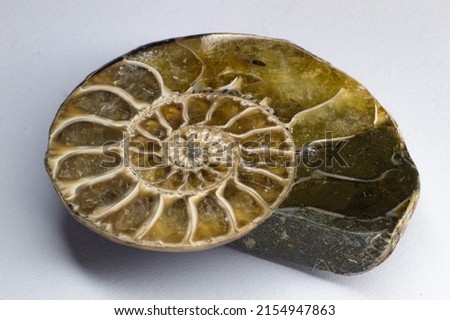 Opalized ammonite, ammolite on white background surface, macro,
