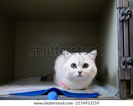 white cat with yellow-green eyes 