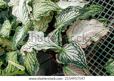 Caladium is a genus of flowering plants in the family Araceae. They are often known by the common name elephant ear, heart of Jesus, and angel wings.