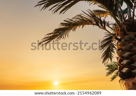 Palm leaves and sun, tropical beautiful sunset.