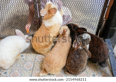 Group Of Cute Bunny Are Waiting For Vegetable Behind The Metal Fence.