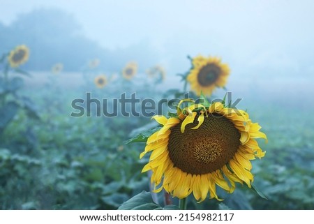 Interesting sunflower background in fog. Beautiful picture with copy space.
