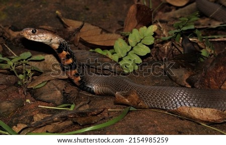 Mozambique spitting cobra (Naja mossambica) KwaZulu-Natal South Africa 