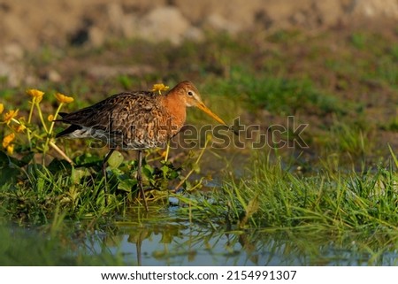 Black-tailed Godwit (Limosa Limosa) searching for food in the meadows in the Netherlands                               