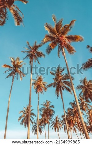 Tropical palm tree with blue sky and cloud abstract background. Summer vacation and nature travel adventure concept. Pastel tone filter effect color style.