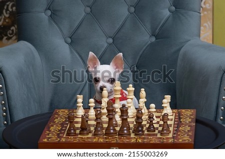 A small white Chihuahua dog plays chess at home sitting in a comfortable chair near a chessboard on which black and white pieces are placed. 