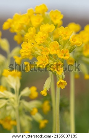 Close up of cowslip (primula veris) flowers in a meadow