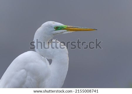 white egret with mating plumage close up. Wildlife scene from nature. Animal in the nature habitat.