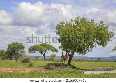 Giraffes stand near the tree