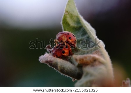 Closeup shallow focus shot of two ladybirds mating on a leaf