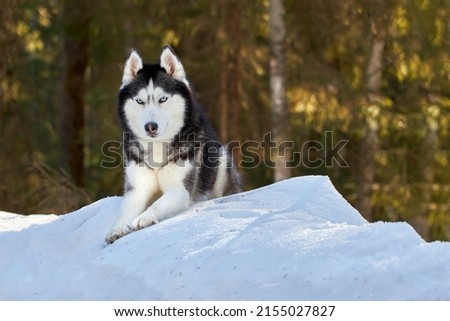 Portrait of siberian husky dog in winter sunny forest, copy space.