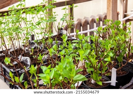 Saplings trees or decoratives bushs in plant nursery. Young plants in the store