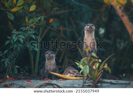 A group of otters in sundarban