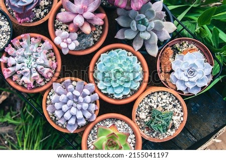 Pachyphytum Pink, Echeveria Elegance, Echeveria Cupid, Faucaria in clay pots at the street Royalty-Free Stock Photo #2155041197