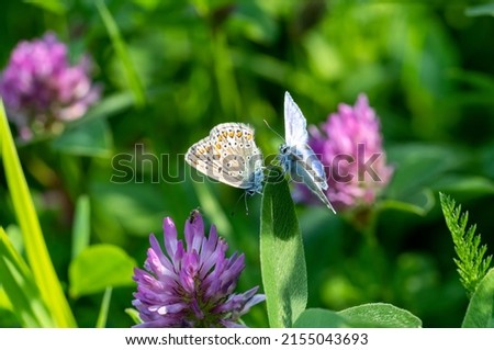 Two common blue butterflies (Polyommatus icarus) on a red clover flower. A small insect on a wild flower, common in Europe. Natural meadows. Royalty-Free Stock Photo #2155043693