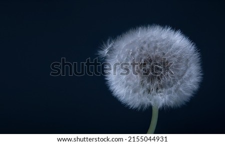 Close-up of a dandelion against a dark blue background. Panoramic photo, a flower on the right side of the picture and a couple of parachutes fly out - seeds