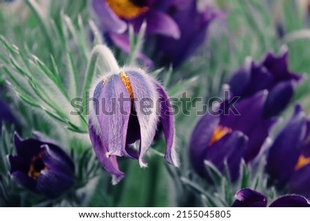 violet blossom of a pasqueflower Royalty-Free Stock Photo #2155045805