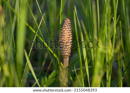 A spore-bearing shoot of the horsetail Equisetum arvense. Sporiferous spikelet of field horsetail in spring. Controversial cones of horsetail Royalty-Free Stock Photo #2155048393