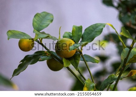 Kumquat starting to bear fruit.	